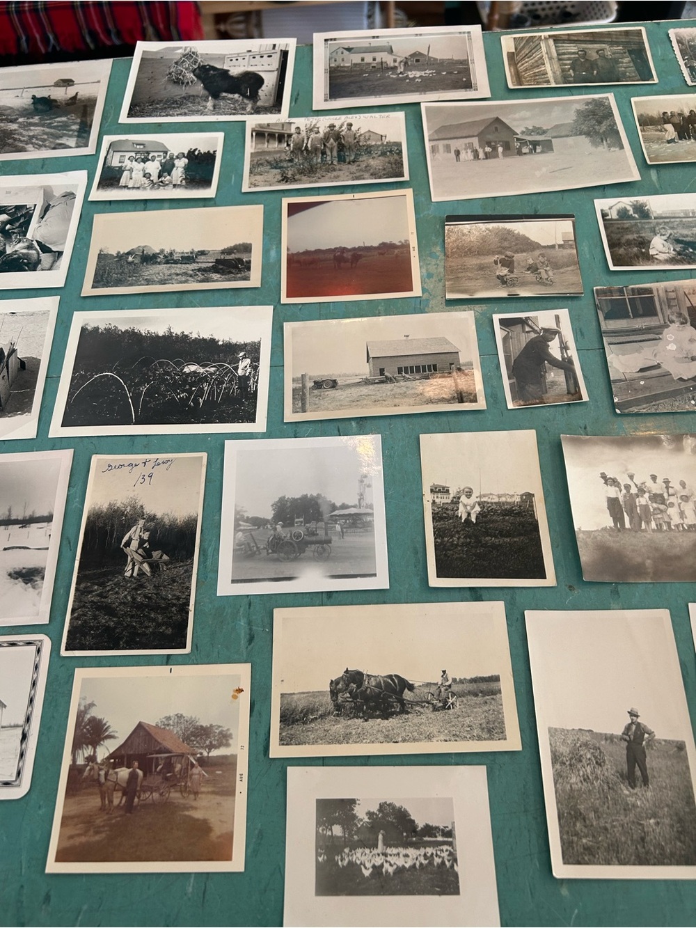 46 black white vintage farm photos animals farmers 1920’s - 1940’s ephemera - Picture 7 of 13